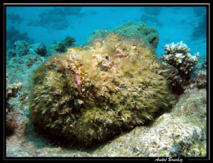 Poisson pierre.... by André Bruchez 